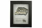 Mammoth Molar Slice With Case - South Carolina #349971-2
